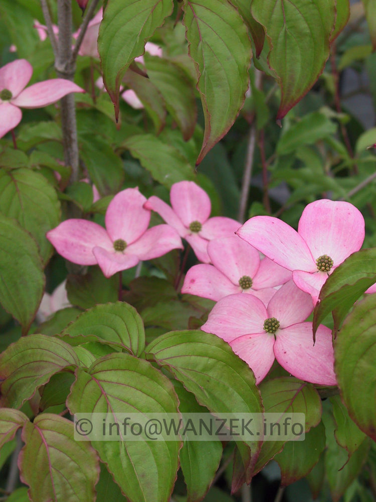 Cornus kousa Satomi - Blueten.JPG